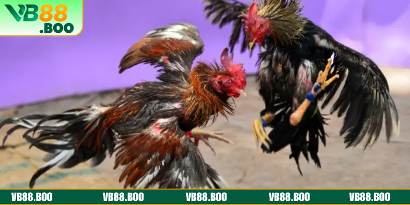 Tổng hợp 5 loại hình đá gà VB88 thu hút game thủ