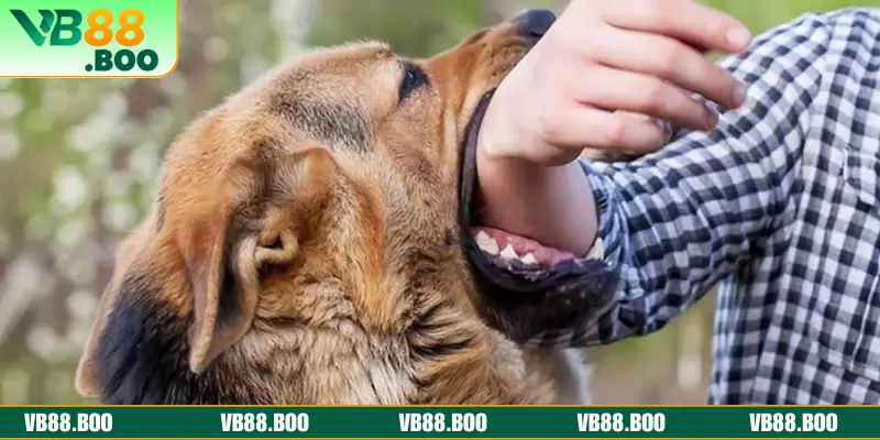 Nằm mơ thấy chó cắn do nhiều nguyên nhân